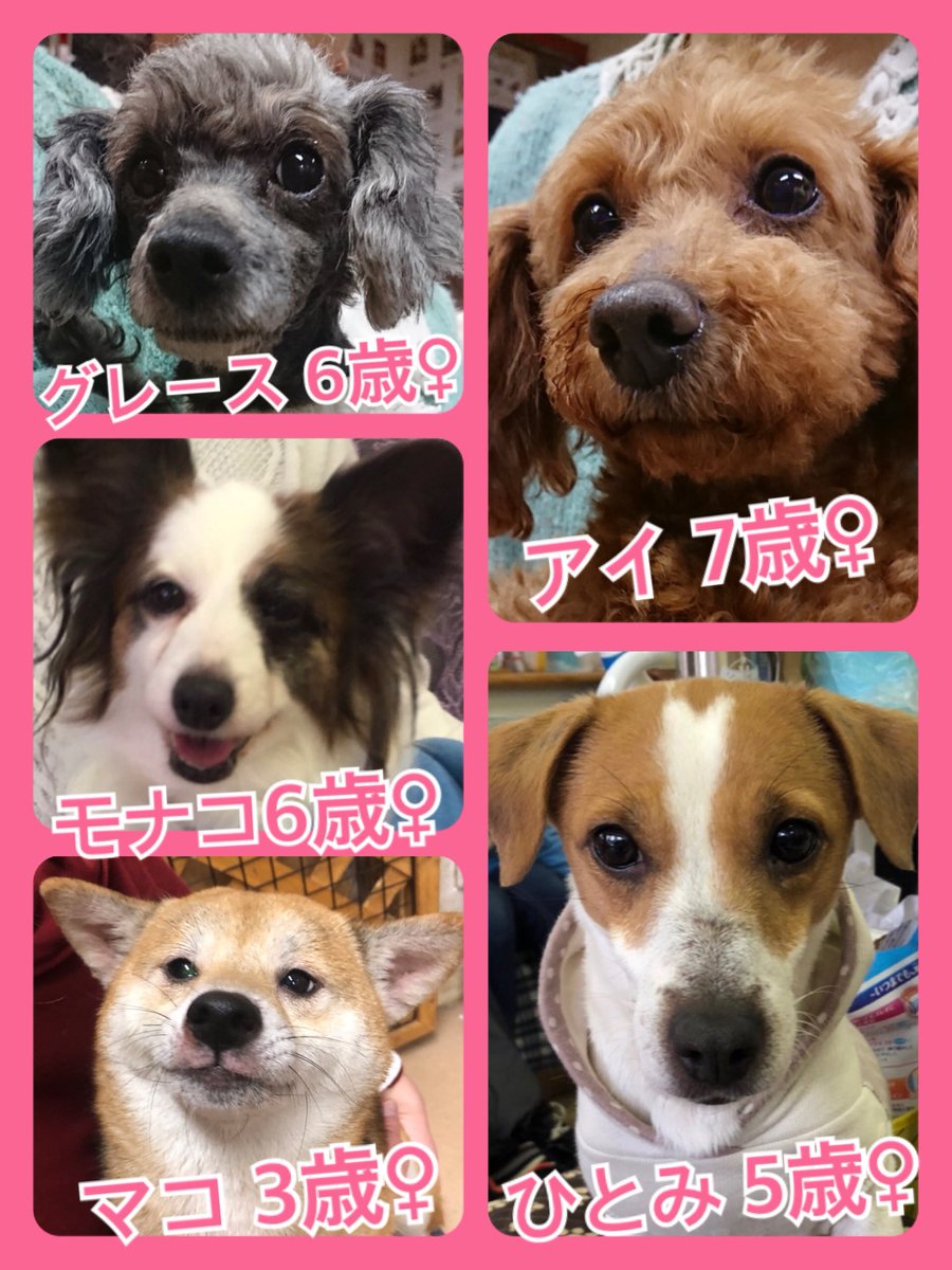 🐾今日の里親様募集中ワンコ🐶メンバーです🐾2019,3,2